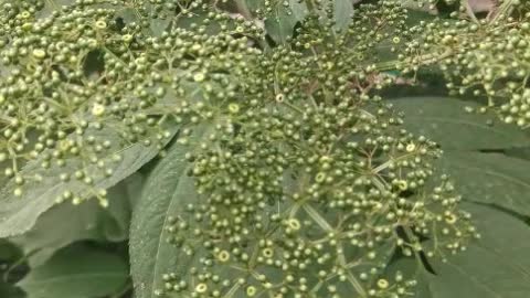 what plant