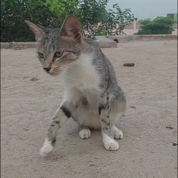 cats eating food #shorts video 🐈🐱🌸🌸🌸