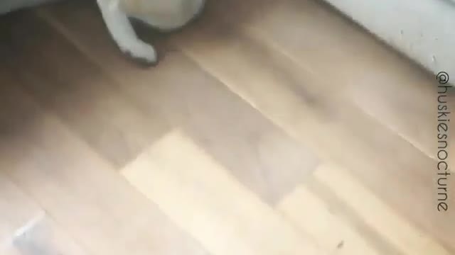 A troublesome husky