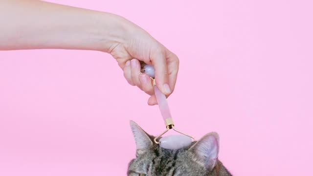 Personne Massant Un Chat Avec Un Rouleau Facial😍