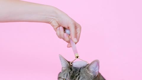 Personne Massant Un Chat Avec Un Rouleau Facial😍