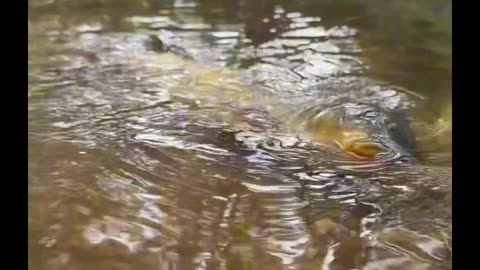 Dog helping fish