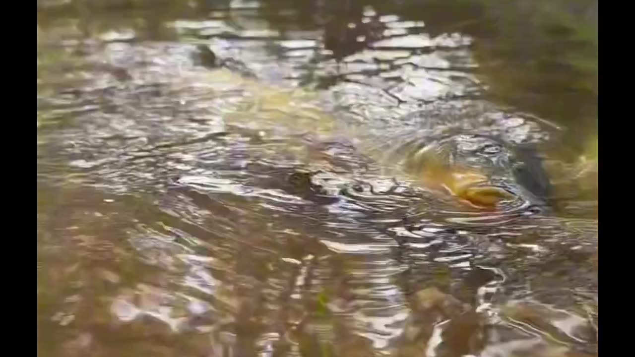 Dog helping fish