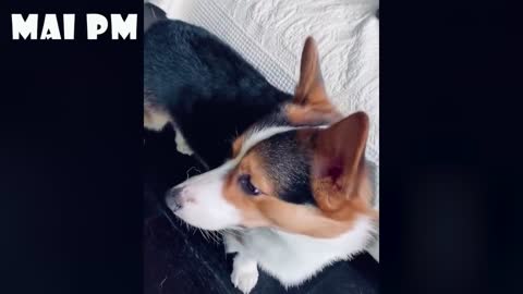 Funny Animal's Life Compilation