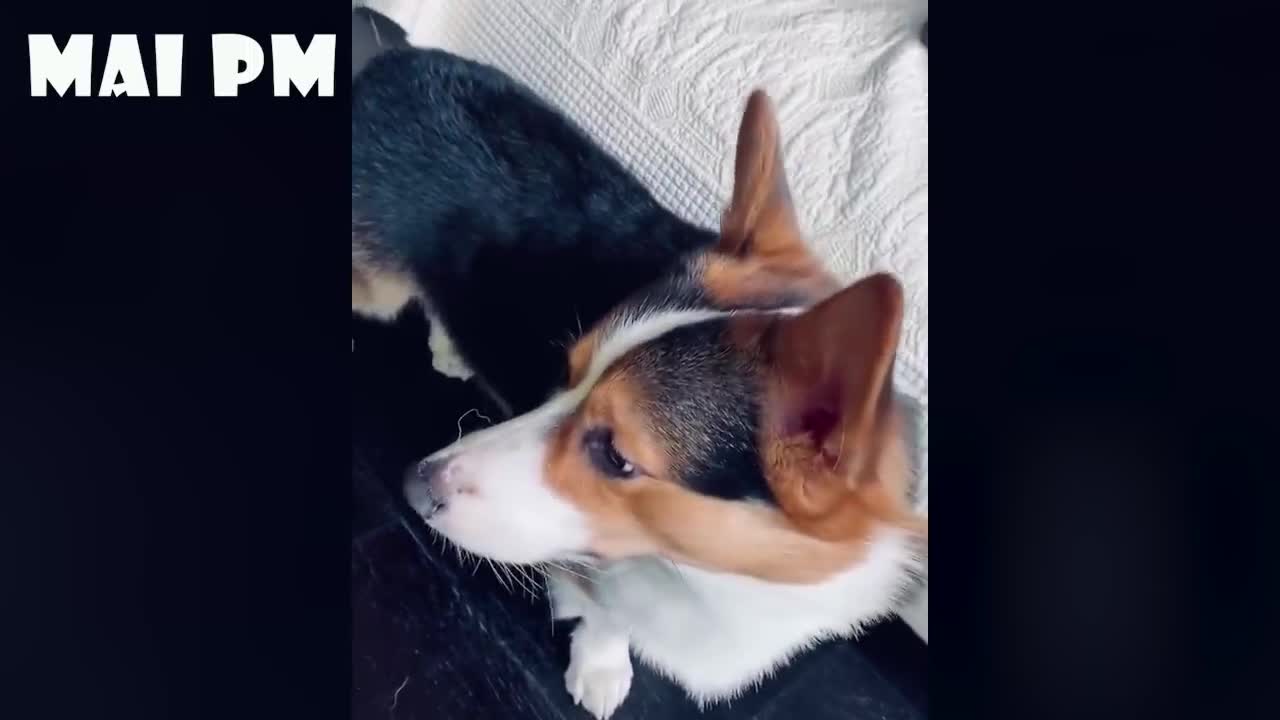 Funny Animal's Life Compilation