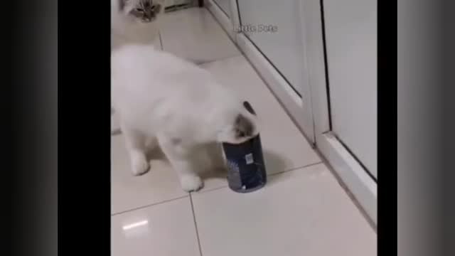 Cat playing Super cute Cat Videos