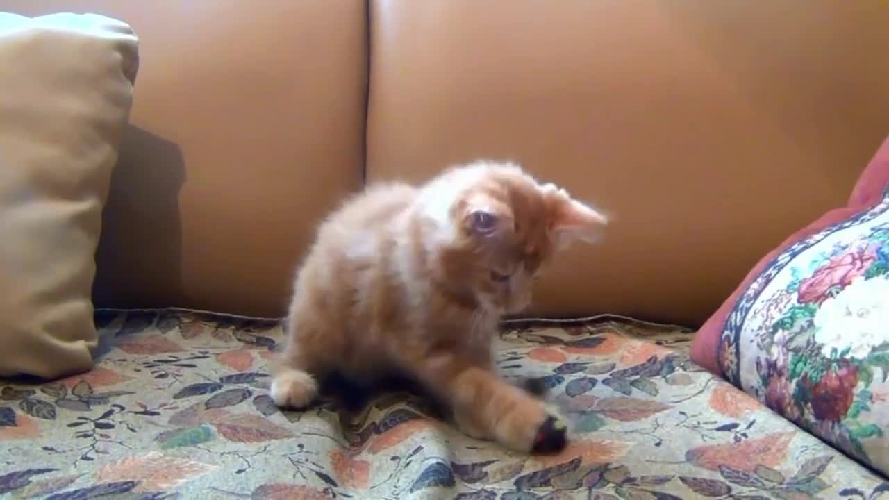 Little kitten playing with his toy mouse