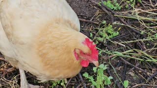 OMC! Sweet girls pecking clover - Brownie too! Adorable chickens enjoying tasty greens! #shorts #hen