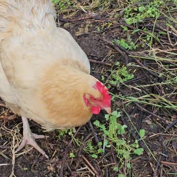 OMC! Sweet girls pecking clover - Brownie too! Adorable chickens enjoying tasty greens! #shorts #hen