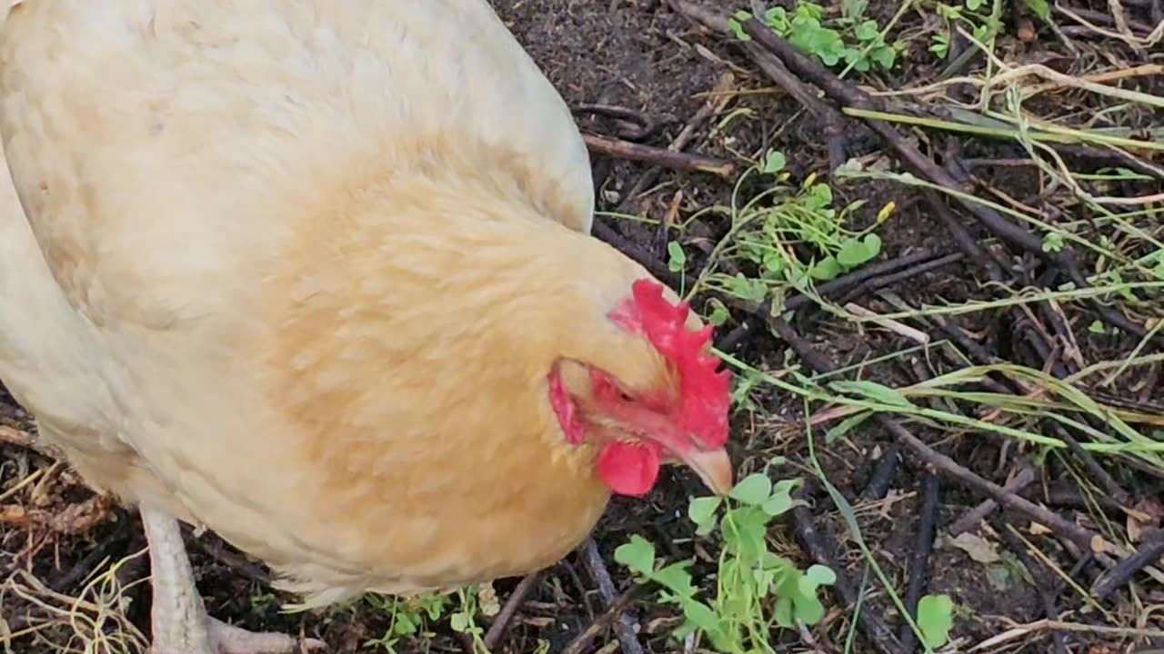 OMC! Sweet girls pecking clover - Brownie too! Adorable chickens enjoying tasty greens! #shorts #hen