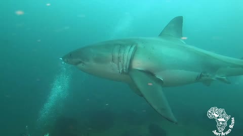 Great White Shark - Tofo, Mozambique