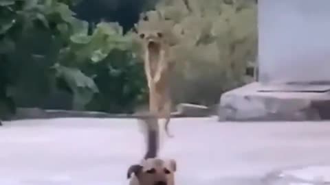 You may not believe it, my dog ​​🐶 can dance Jiangnan style