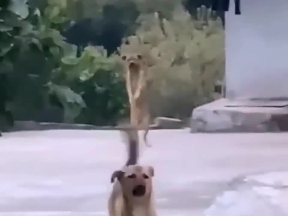 You may not believe it, my dog 🐶 can dance Jiangnan style
