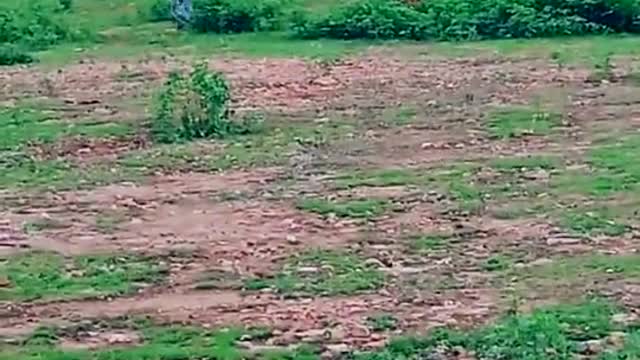 Police running in field people
