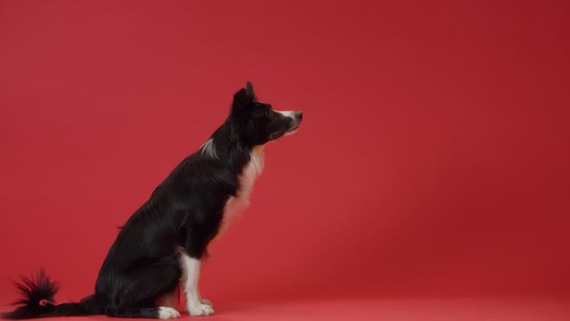 A Border Collie Catching Food