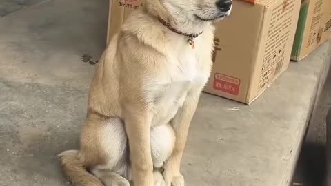 Funny Dog