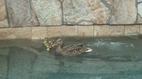 Duck children's trying to escaping swimming pool..