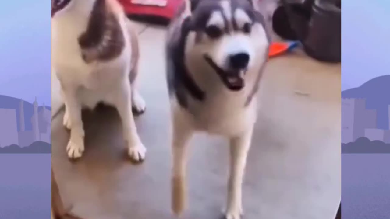 Funny Dog