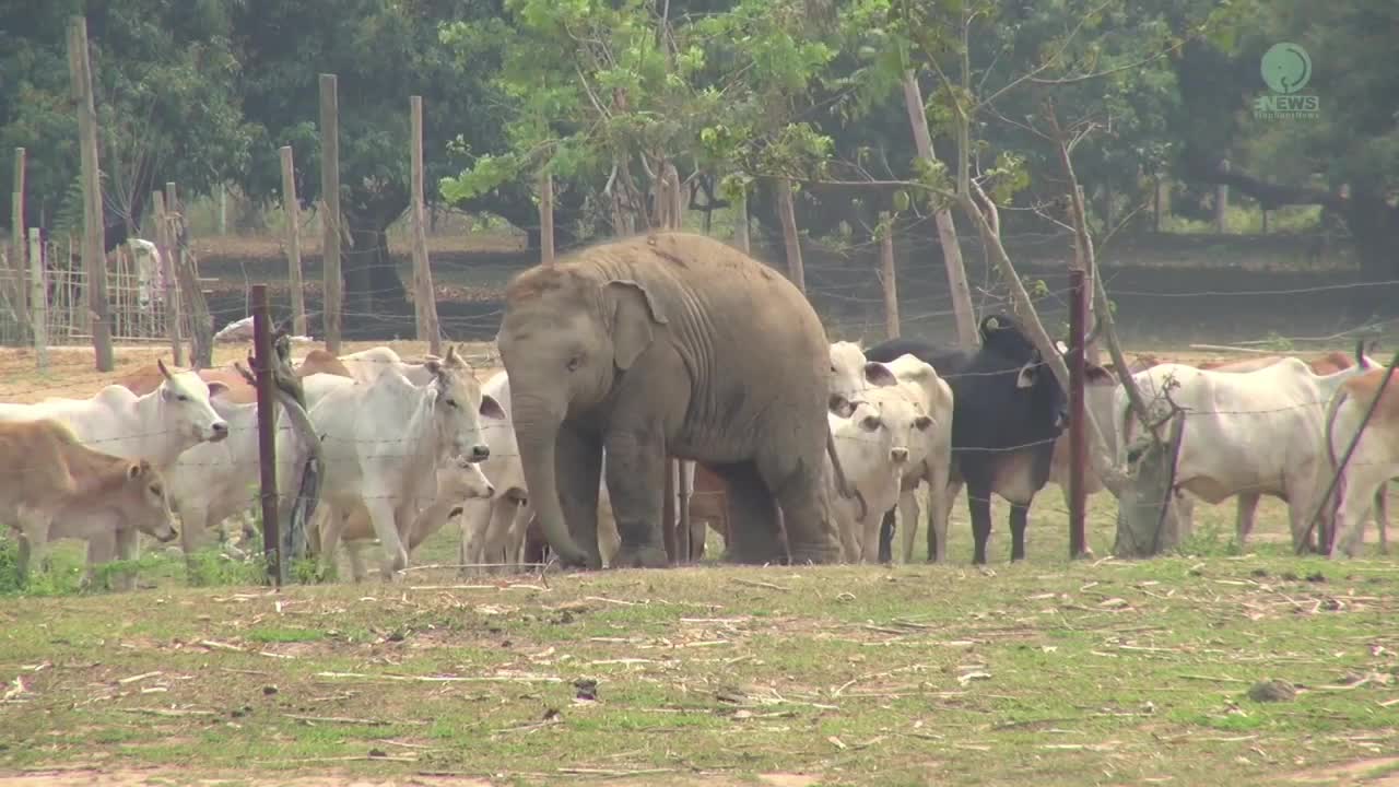 Baby Elephant And Cows