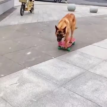 I feel like I don't have this dog to play