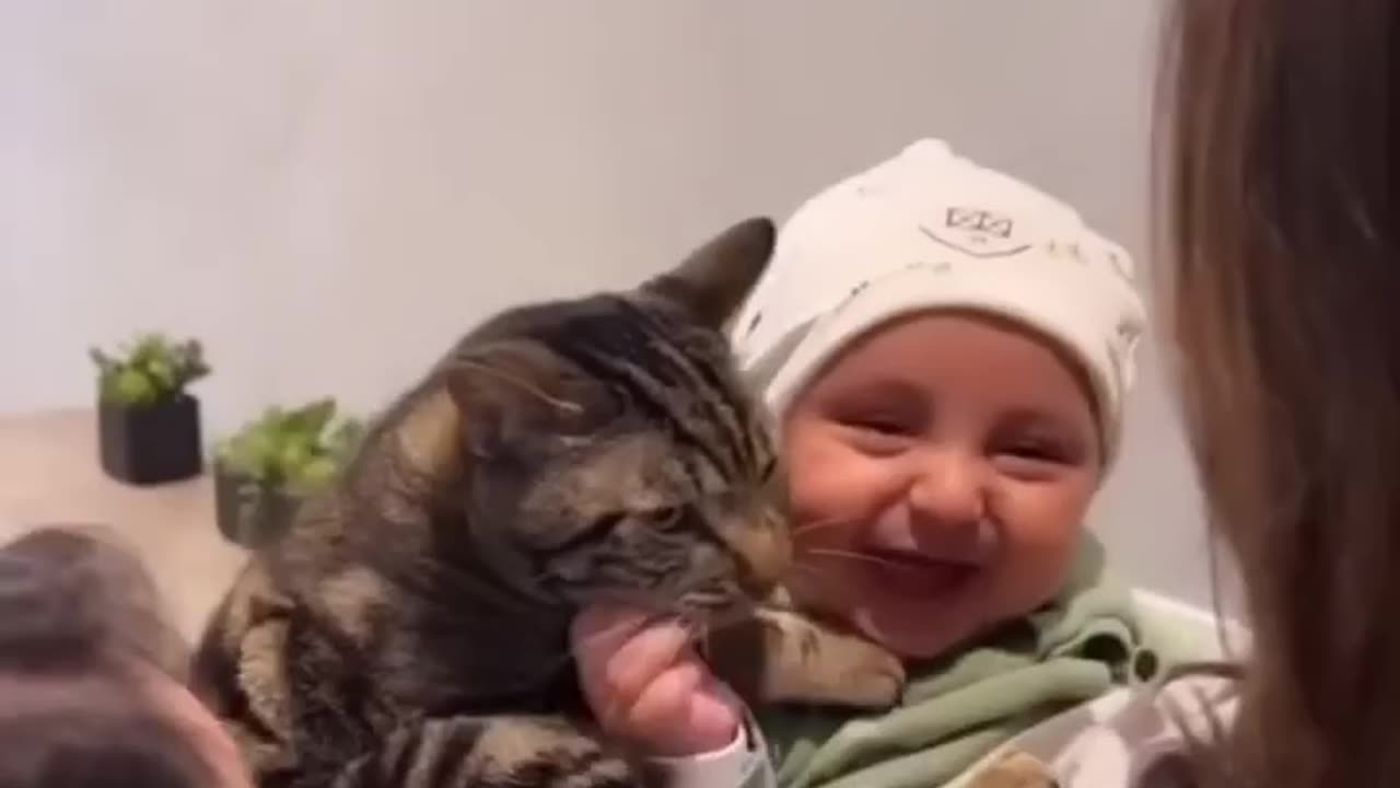 Cat together