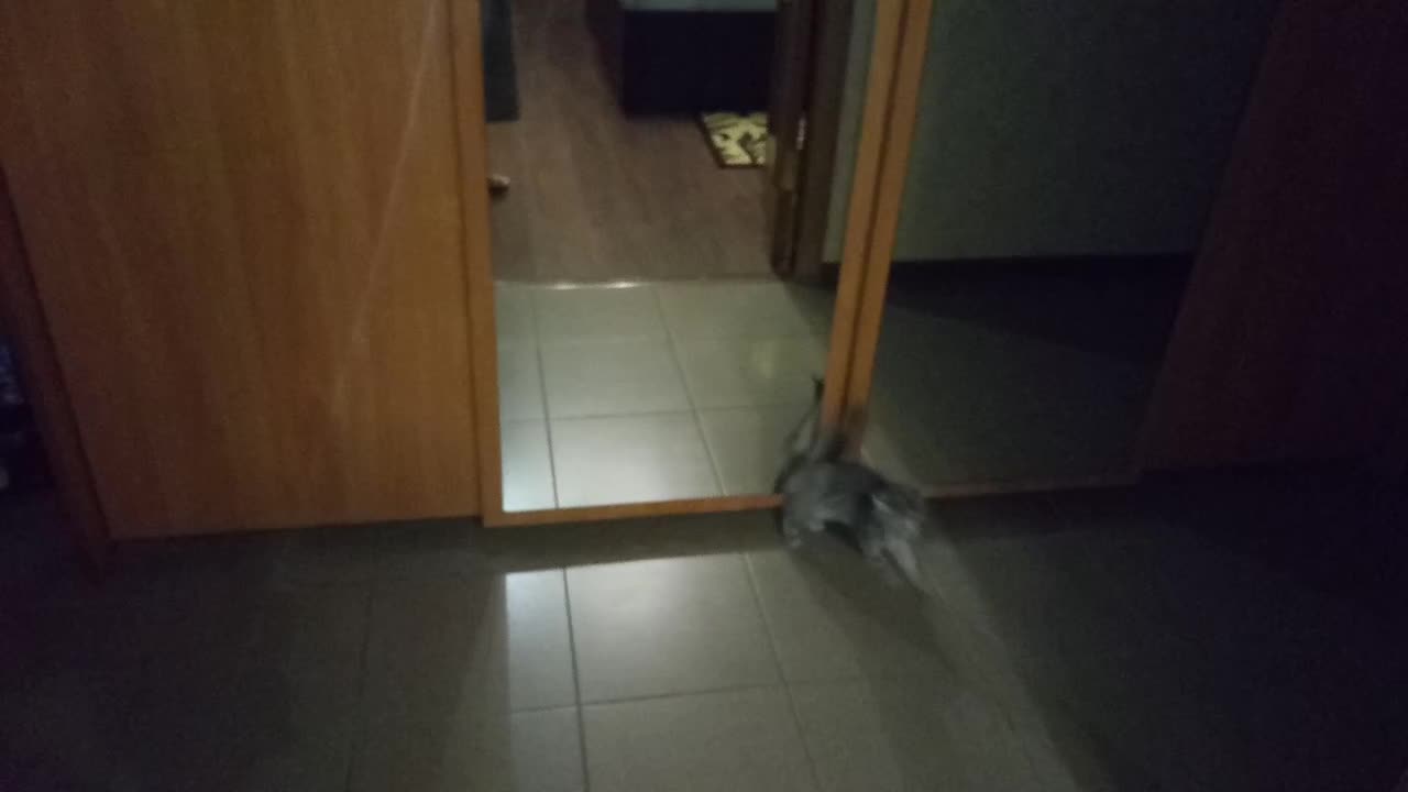 The kitten saw himself in the mirror for the first time