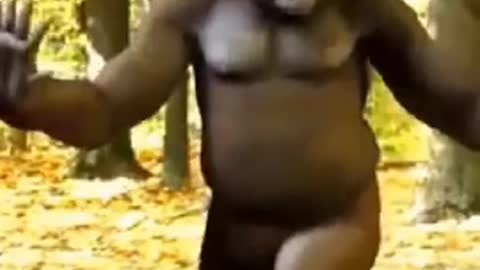 Best Bear Dance Funny Video