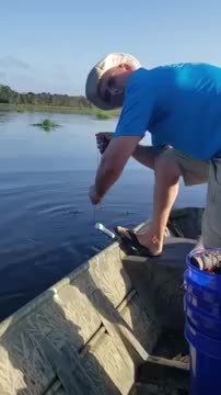 Fisherman's Catch Turns Out to Be Alligator Instead of Catfish