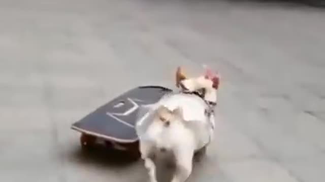 Funny Dog Video