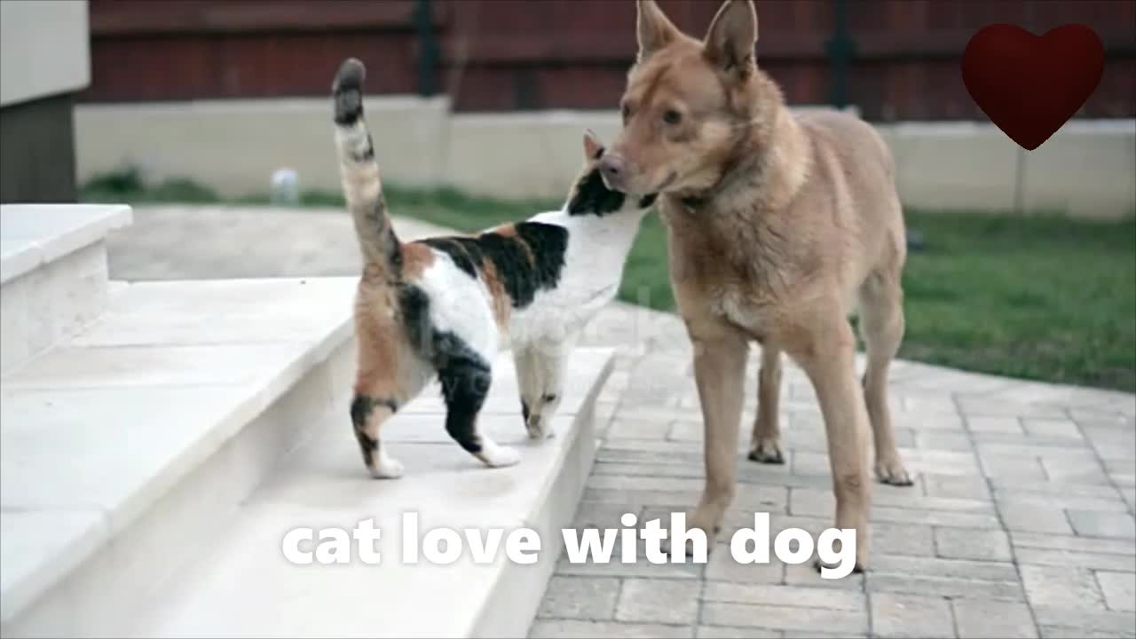 cat love with dog