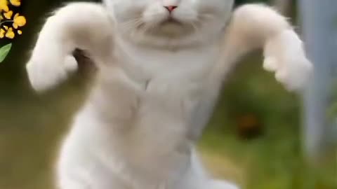 Kitty cat unique funny dance