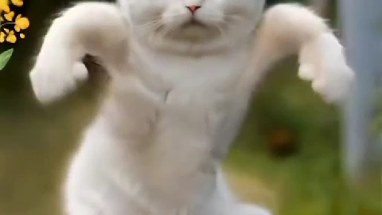 Kitty cat unique funny dance