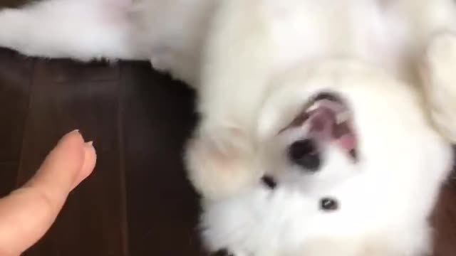 Smart Samoyed Plays Dead