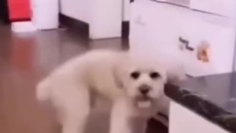 Dog funny