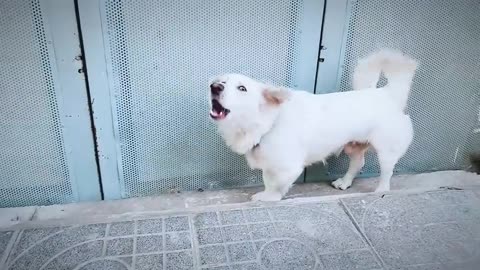 How dog reacts when seeing 2