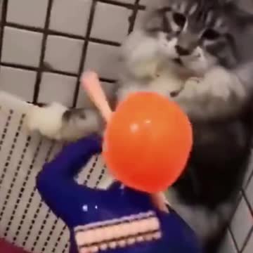 PETS NEVER LIE ABOUT LOVE-20 #shorts