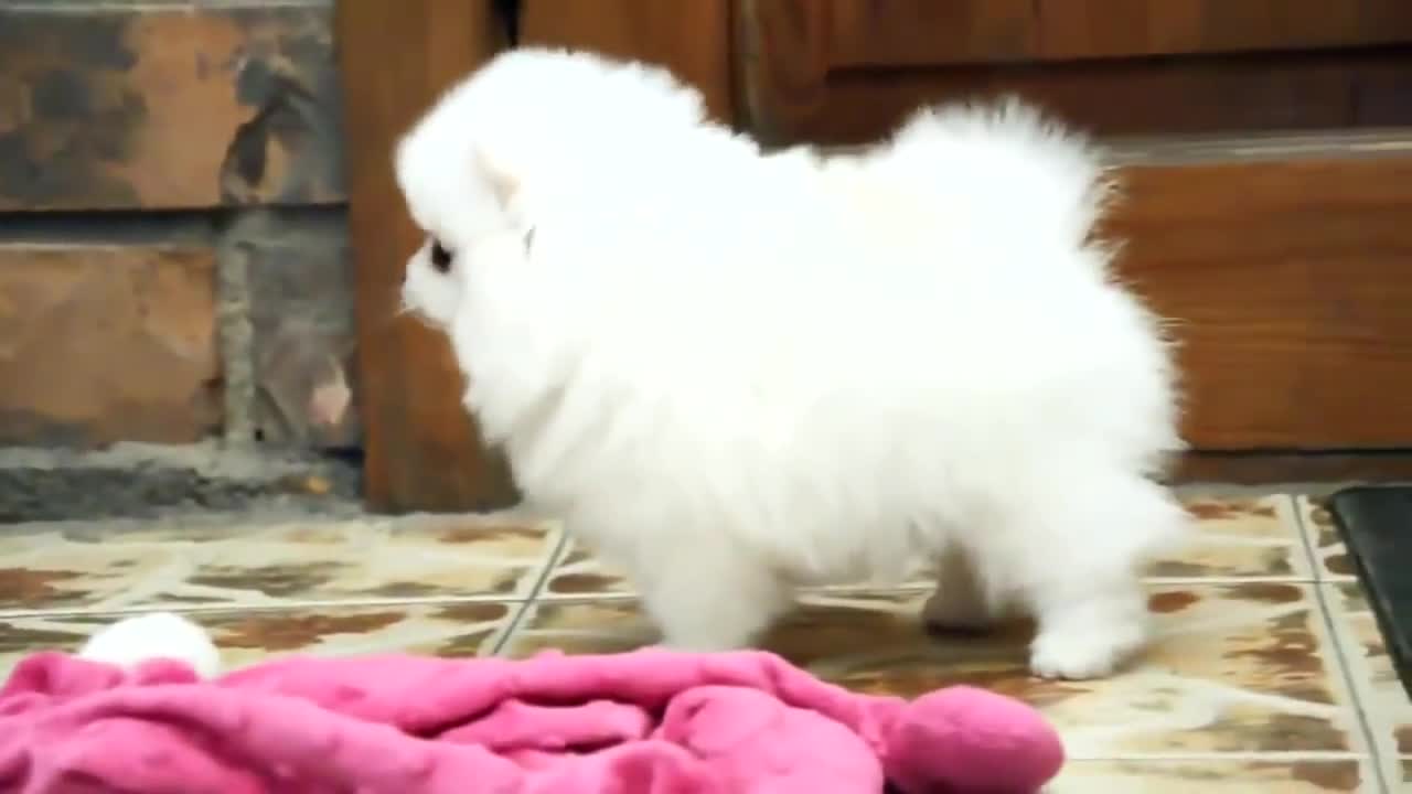 white and small dog