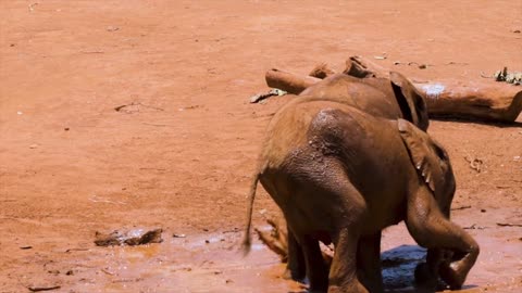 Baby Elephants Playing In The Mud 2022