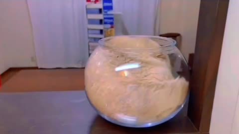 Cat sleeping into the jar