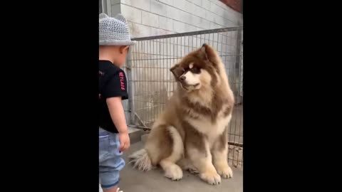 World Funny Videos