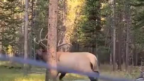 Elk makes an incredible sound that sounds like a sea creature