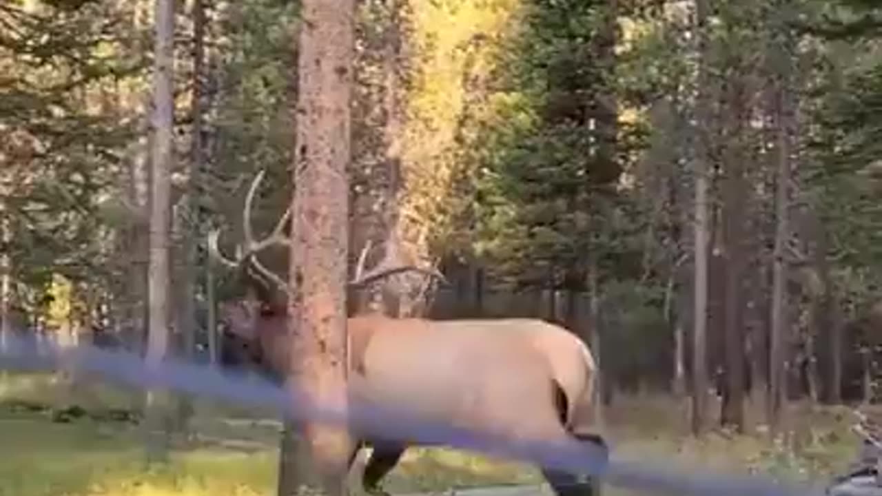 Elk makes an incredible sound that sounds like a sea creature