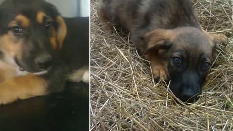 People Said This Dog Was Guarding Her Owner’s Grave, But One Rescuer Uncovered A Stunning Secret