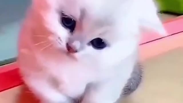 funny cat 🐱❤️ #funny #cats #cat #shorts