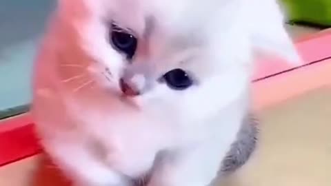 funny cat 🐱❤️ #funny #cats #cat #shorts