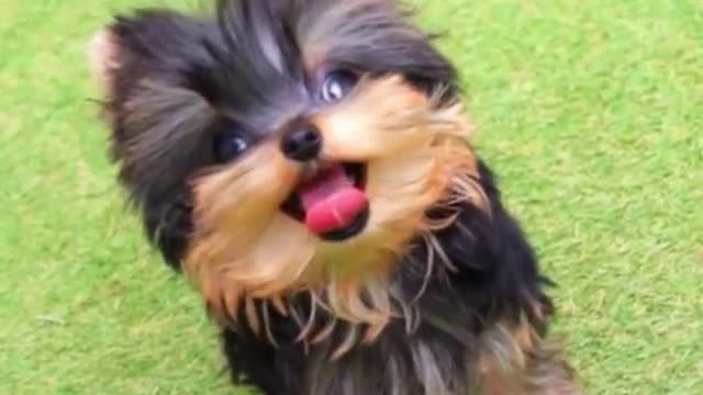 miniteacup puppy yorkie happy life