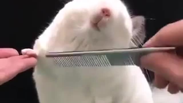Combing the hair of a cute cute Nazi mouse