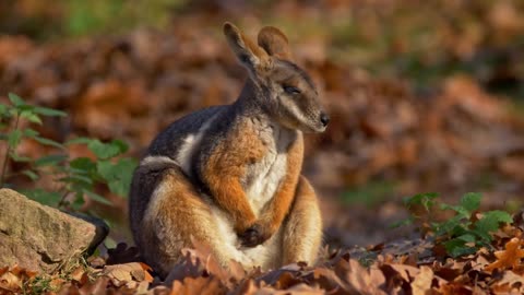 Yellow footed rock wallaby