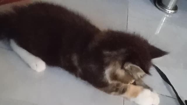 Cute and playful