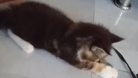 Cute and playful
